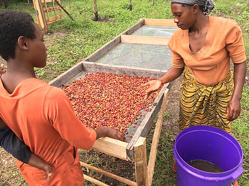 raised mesh bed with red coffee cherries drying