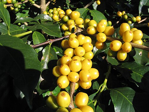 Ripe yellow coffee cherries on leafy branch