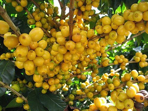 Dense yellow coffee cherries on branches