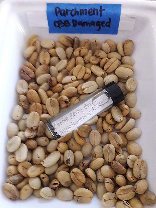 Borer-damaged parchment coffee beans with labeled specimen vial