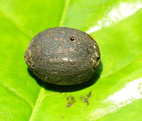 Blackened diseased coffee cherry on green leaf