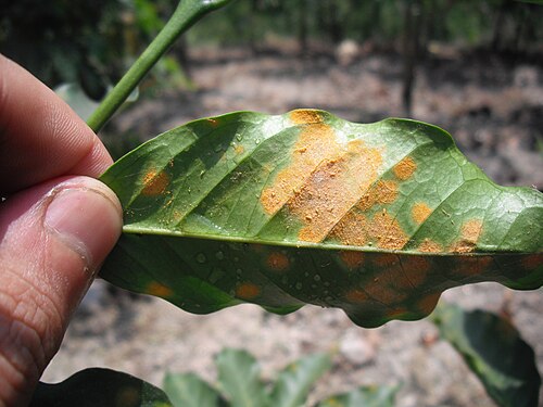 Coffee leaves showing the orange powdery spore masses of Hemileia vastatrix on the underside