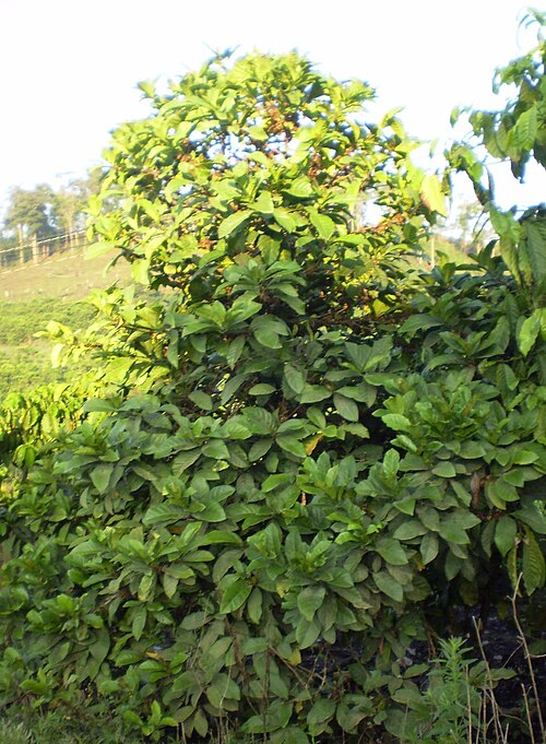 large bushy coffee tree with broad leaves, cherries