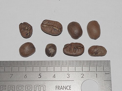 large and normal coffee beans beside metric ruler