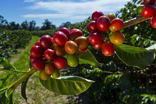Coffee branch laden with ripe red cherries, plantation rows behind