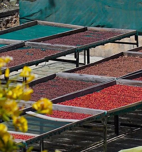 coffee cherries drying on raised bed tables