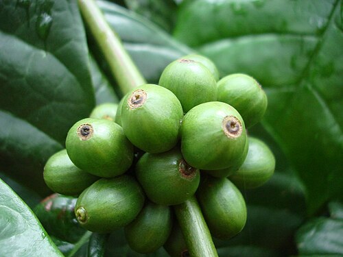 cluster of round green coffee cherries, large leaves