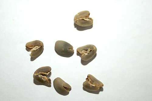 green coffee beans with parchment remnants attached